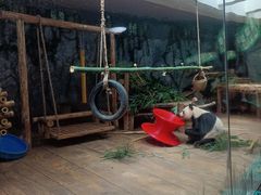 -深圳野生动物园