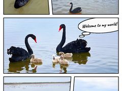 -南大港湿地风景区