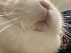 -楼上猫咖(罗湖店)