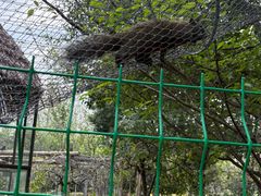 -合肥滨湖国家森林公园
