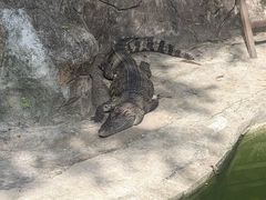 -深圳野生动物园