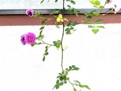 -龙华寺