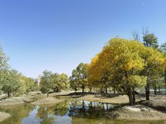 -金塔沙漠胡杨林景区