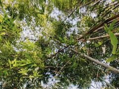 -桤木河湿地公园