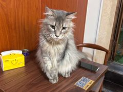 -楼上猫咖(罗湖店)