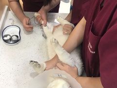 -美联众合动物医院·24h京西诊疗中心