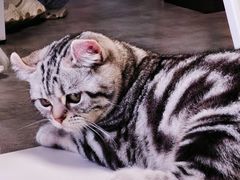 -团子家猫咪猫咖馆·柯基·柯尔鸭