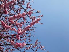 -梅花山(明孝陵内)