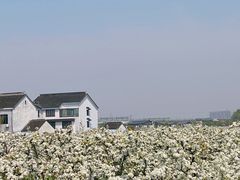 -树山生态村
