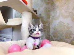 -Bastet sally猫舍购宠(静安店)