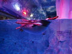 -芜湖新华联大白鲸海洋公园