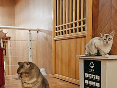 -MOCHA明星猫咖(田子坊店)