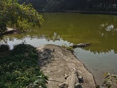 -广州长隆飞鸟乐园