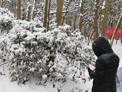 -紫金山山顶公园