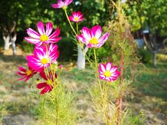 -永定河休闲森林公园