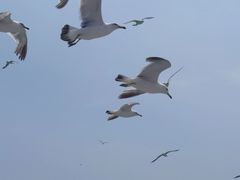 -海驴岛(荣成市)