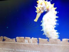 -亚特兰蒂斯•OSSIANO奥西亚诺海底餐厅