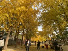 -三里屯东五街银杏大道