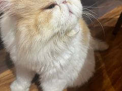 -MOCHA明星猫咖(田子坊店)