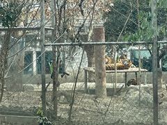 -成都动物园