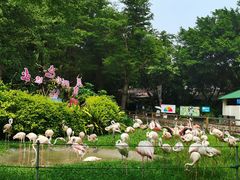 -广州长隆飞鸟乐园