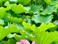 -高子水居