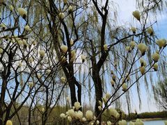 -大兴滨河森林公园