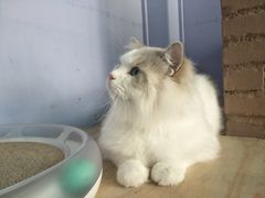 -喵屿·大理花园猫咖