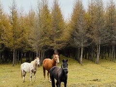 -塞罕坝国家级自然保护区