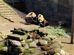 -中国大熊猫保护研究中心雅安碧峰峡基地