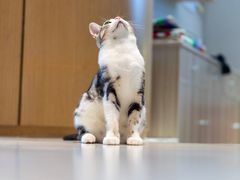 -飞行喵MR PILOT|猫舍·猫咖(静安大融城店)