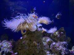 -悉尼海洋生物水族馆