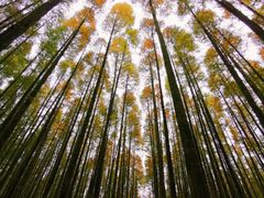 -山王坪喀斯特国家生态公园