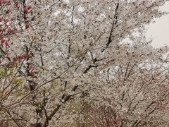 -樱花山风景区