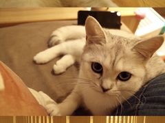 -猫和宫(六道口店)