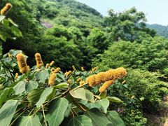 -白云源风景区