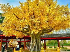 -广东圆玄道观