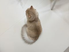 -御宝贝24h宠物医院·转诊中心·CT核磁血透中心(厦门总院)