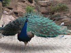 -青藏高原野生动物园