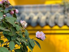 -青岩古镇