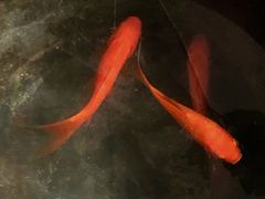 -囿面传统制面馆(中央路店)
