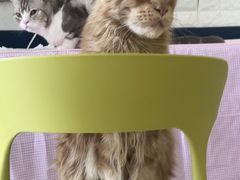 -平行世界·猫咖(首经贸店)
