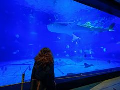 -烟台海昌鲸鲨海洋公园