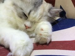 -喵的天空名猫咖啡馆·撸猫·猫舍·用品