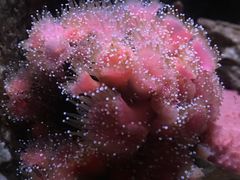 -西雅图水族馆