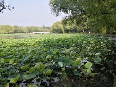 -长春市南湖公园