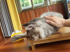 -楼上猫咖(罗湖店)