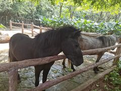 -海南热带野生动植物园