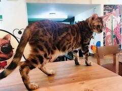 -李小姐の猫咖啡馆(五角场店)