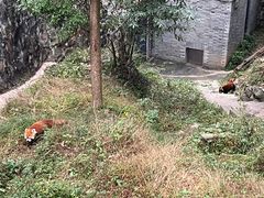 -都江堰中华大熊猫苑